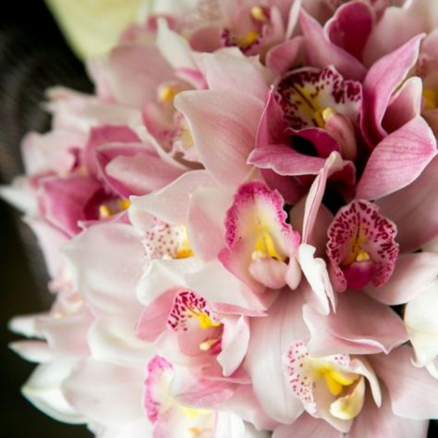 Luxury Orchid Flower Stems– The Perfect Statement Piece