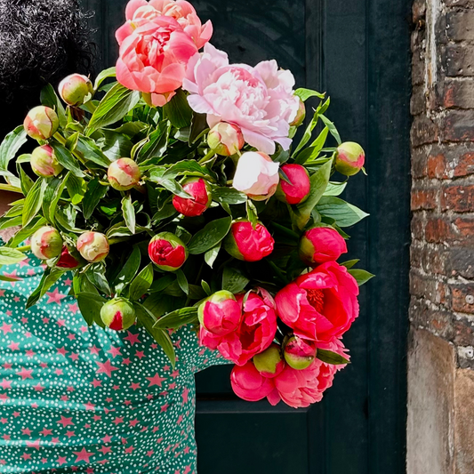Peony Single Stems