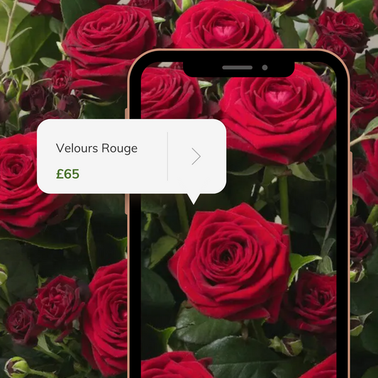 Velours Rouge Bouquet