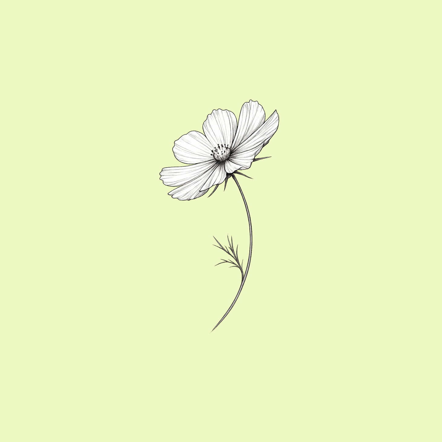 July — Cosmos