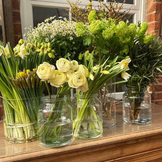 The Flower of the Month: Daffodils, Stories, and the First Light of Spring