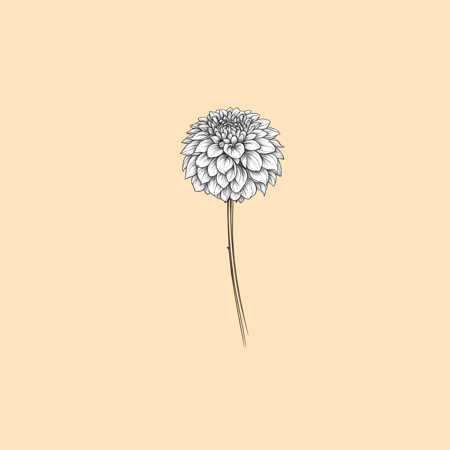 August — Dahlia