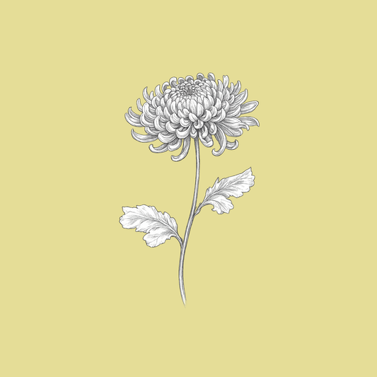 September — Chrysanthemum