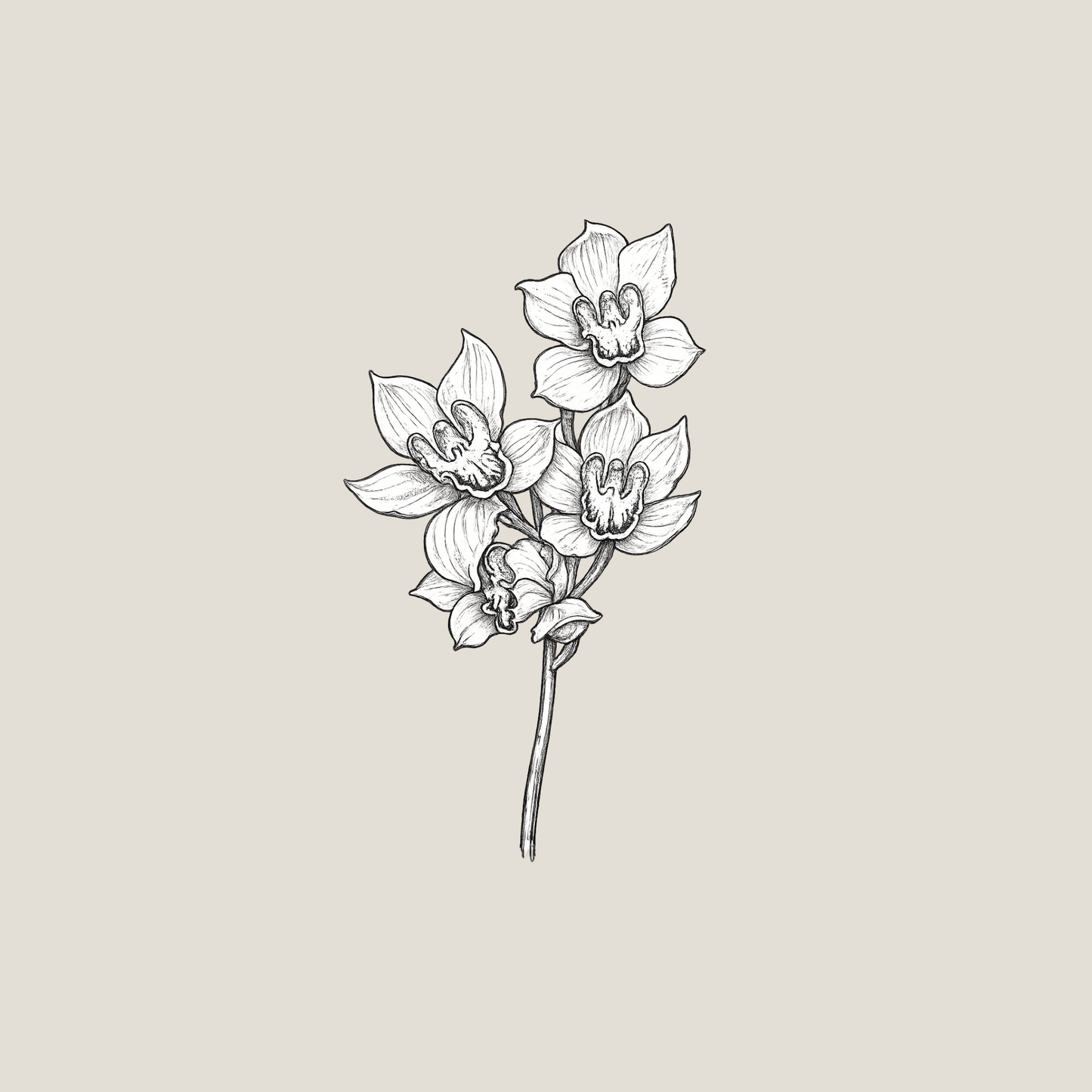 February — Cymbidium Orchid