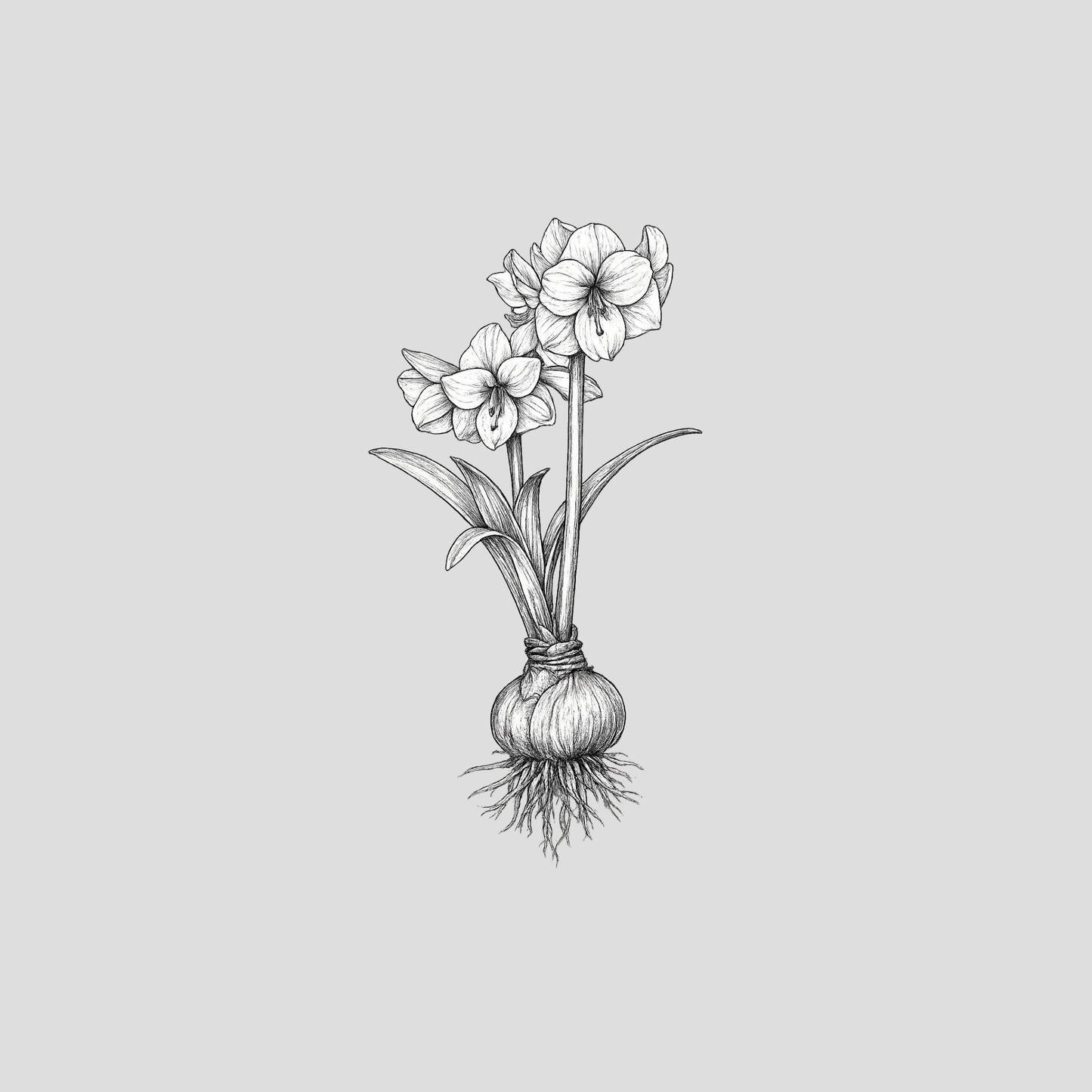 December — Amaryllis