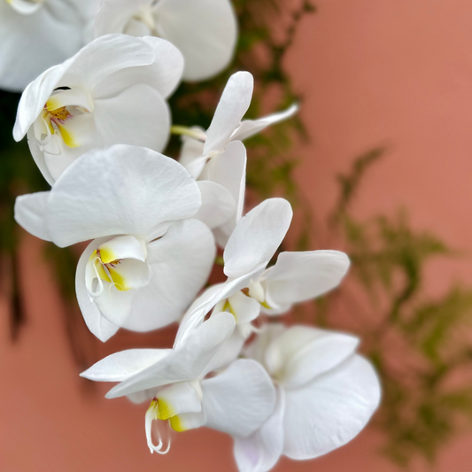 Luxury Orchid Flower Stems– The Perfect Statement Piece