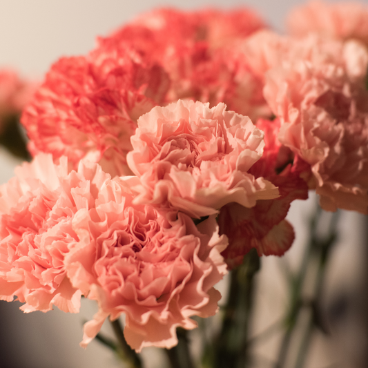 Carnations