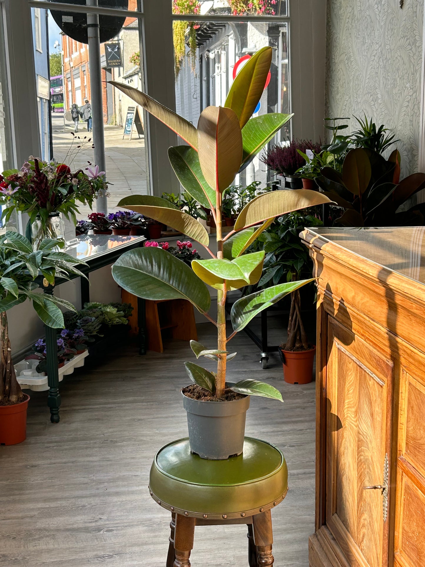 Rubber Plant 'Ficus Elastica Abidjan'