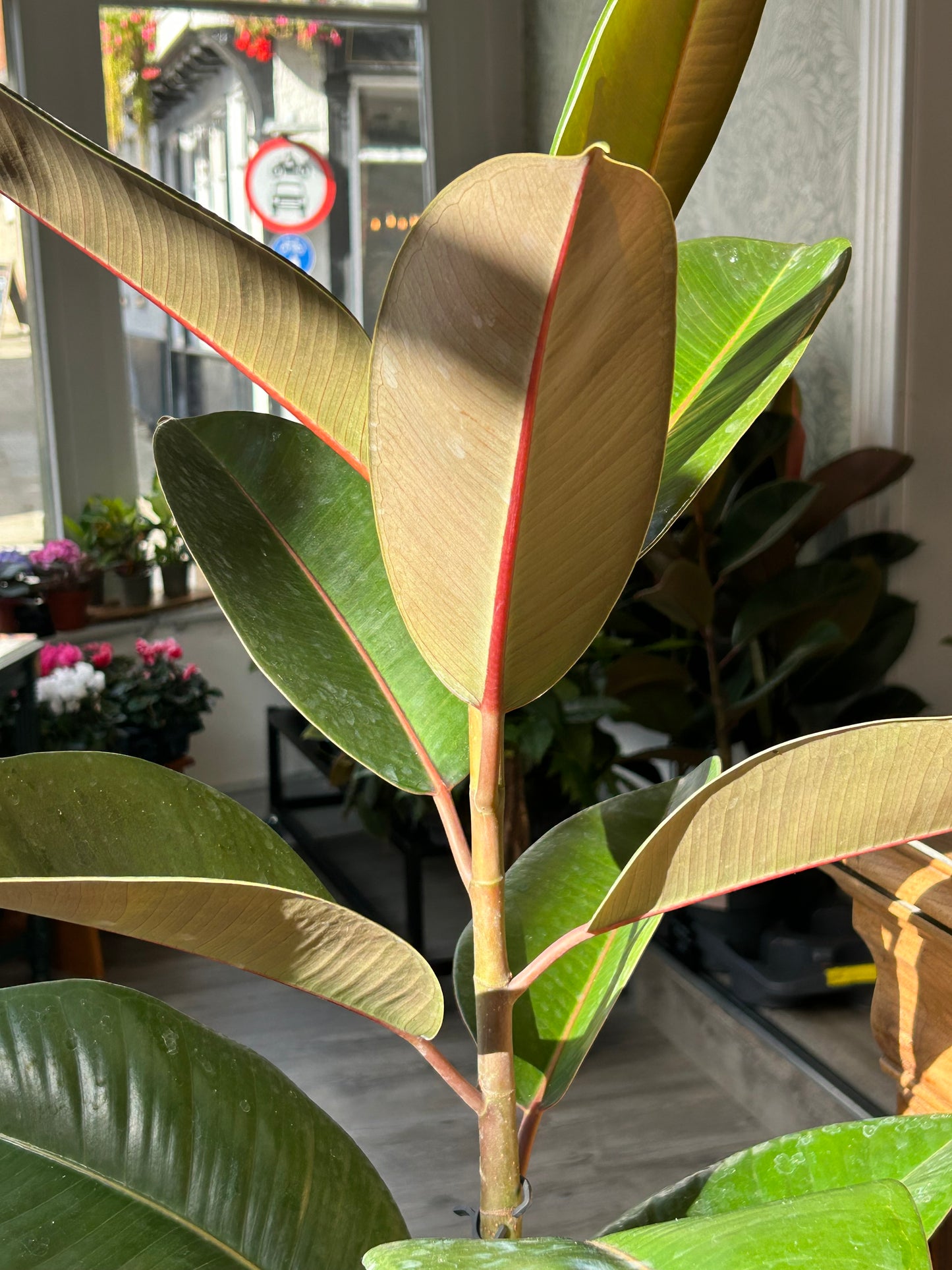 Rubber Plant 'Ficus Elastica Abidjan'